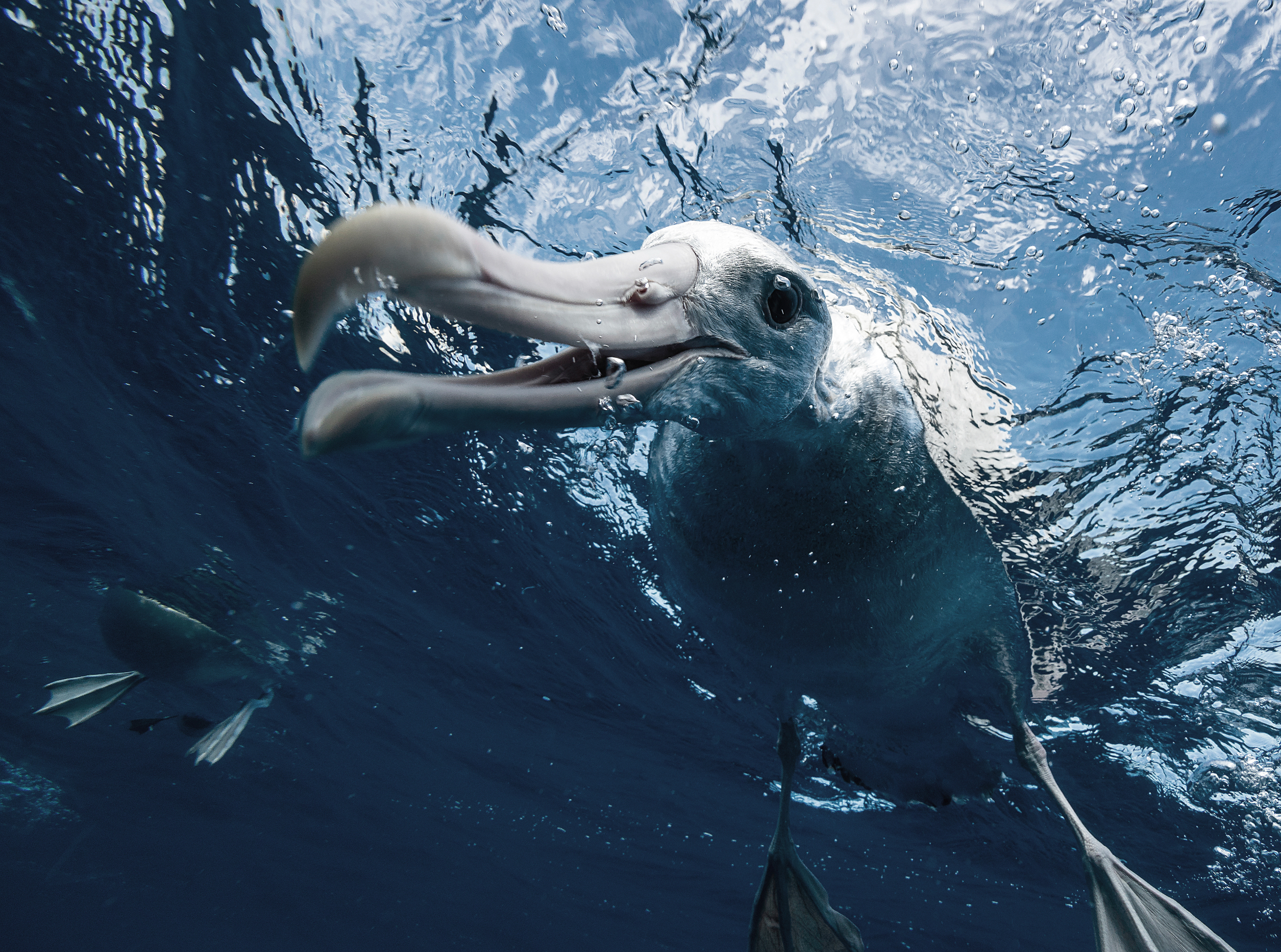 Der Albatros