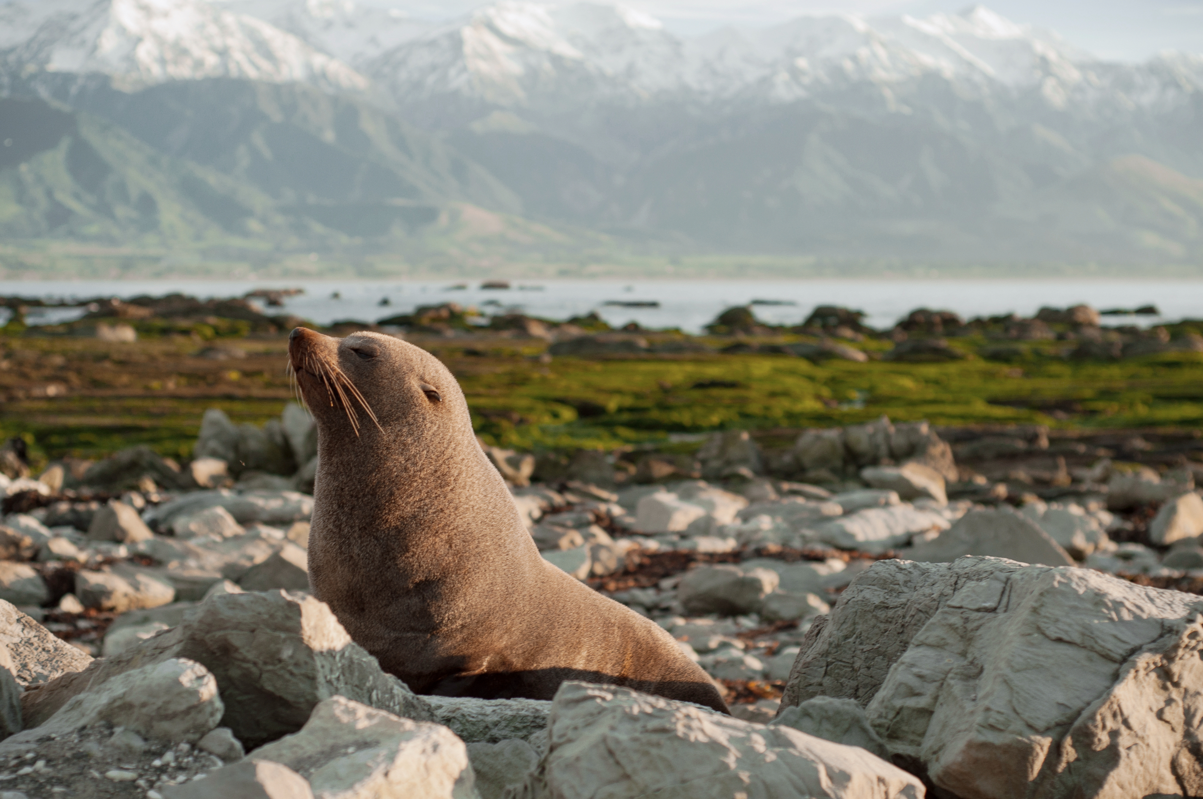 «Seal Swim» in Kaikoura