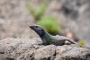 Teneriffas Tierwelt 
