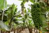 Bananenplantagen auf Teneriffa