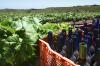 Weinanabau auf Teneriffa 