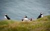 Die Papageientaucher werden liebevoll «Puffins» genannt