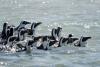 Afrikanische Pinguine
