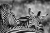 Zebra auf dem Golf Course