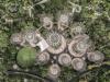 Gardens by the Bay