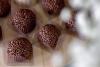 Brigadeiros
